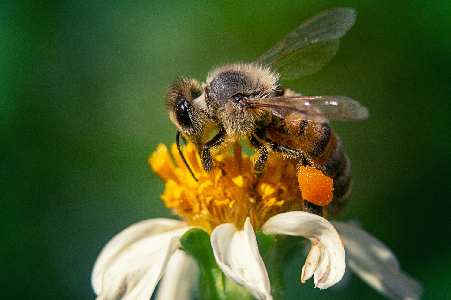 l'abeille vaudoise